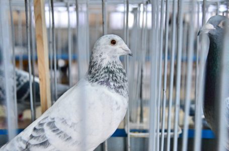 Okręgowa wystawa gołębi hodowlanych we Wtórku